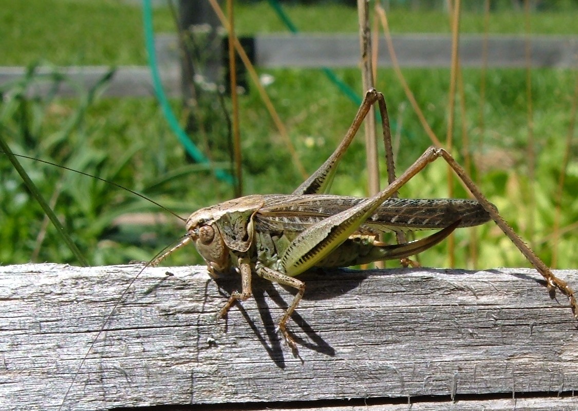 Ortotteri delle Orobie valtellinesi (Sondrio)